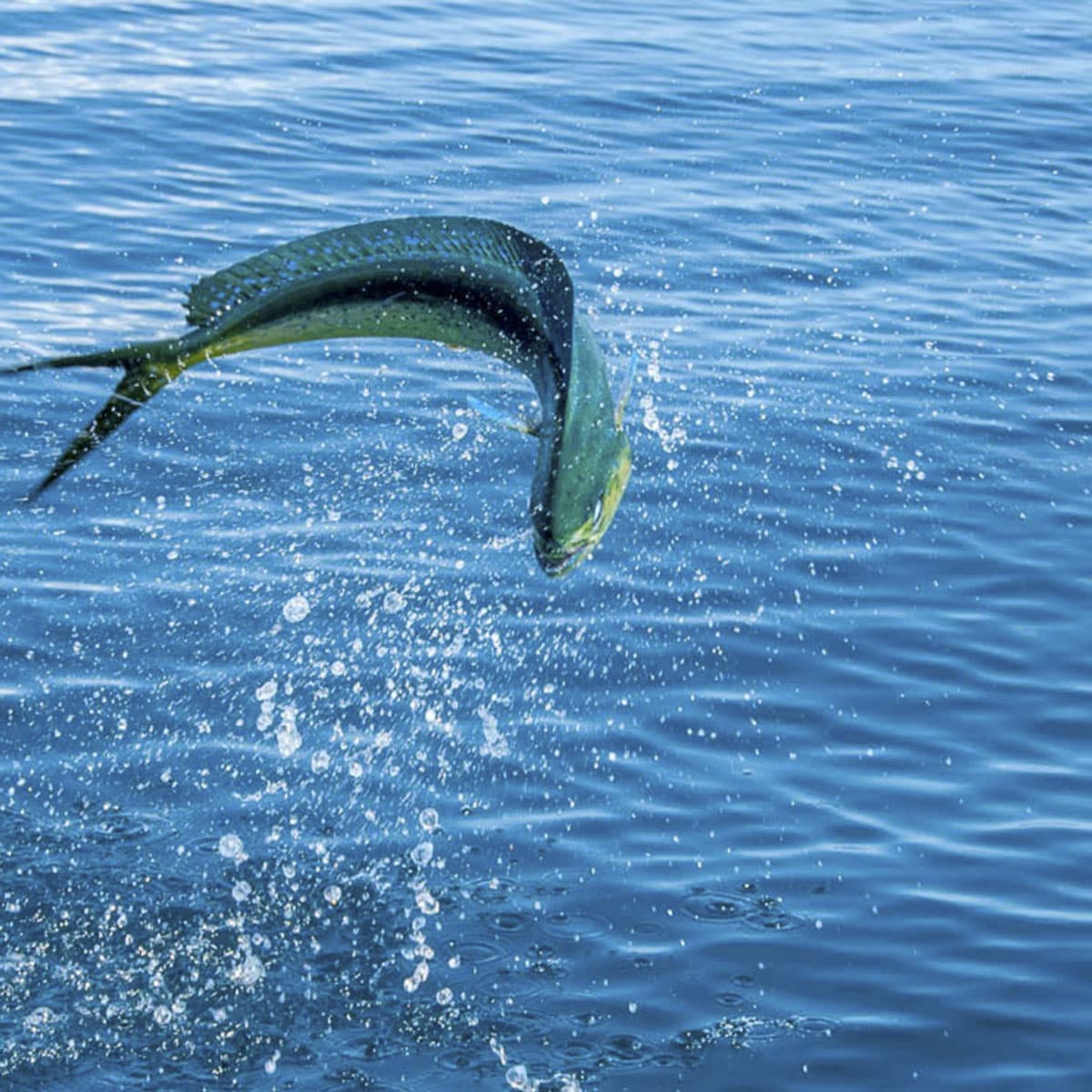 Fishing With the Big Boys