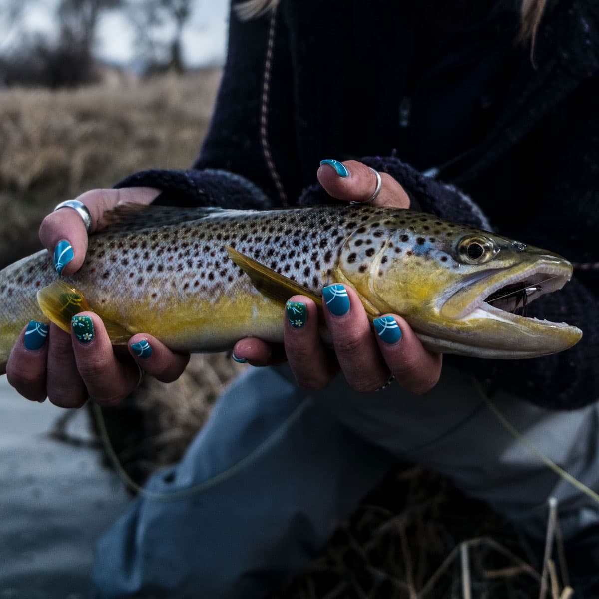 American Brown Trout