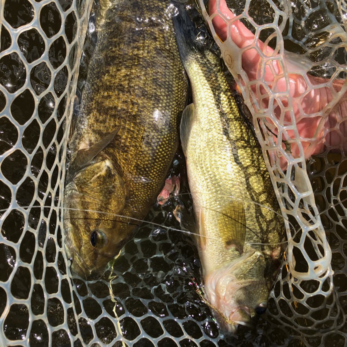 Must Haves This Summer