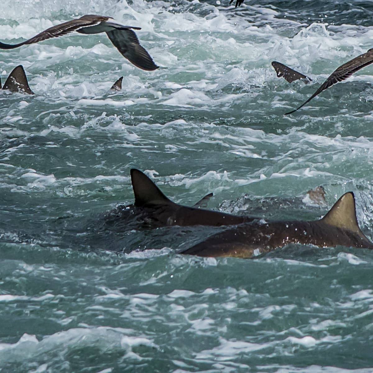 Nags Head, North Carolina, US