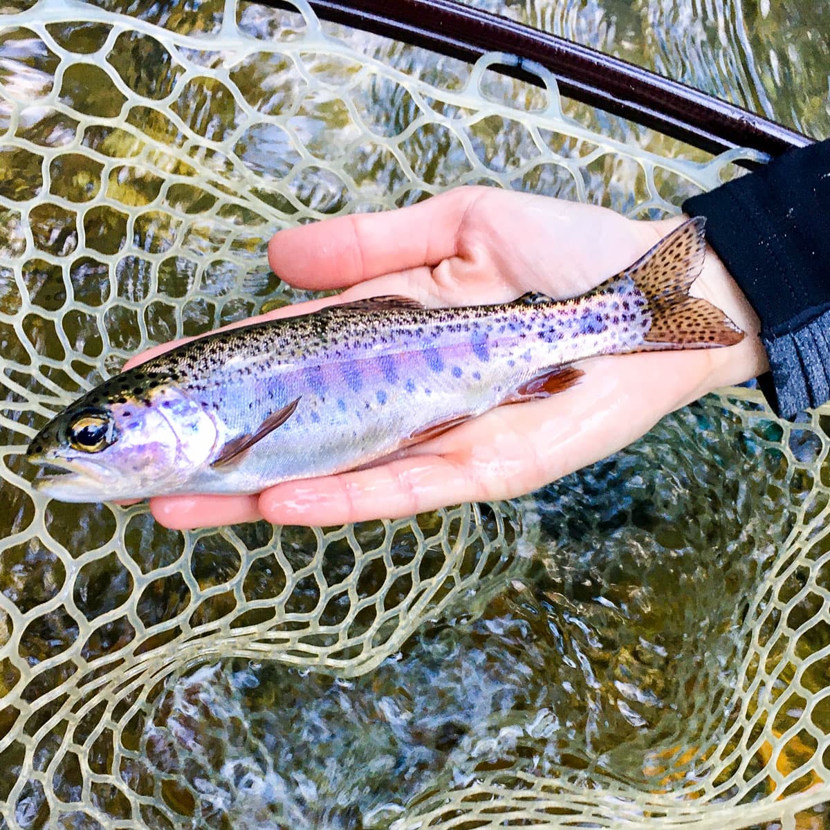 Hungry Trout in WNC