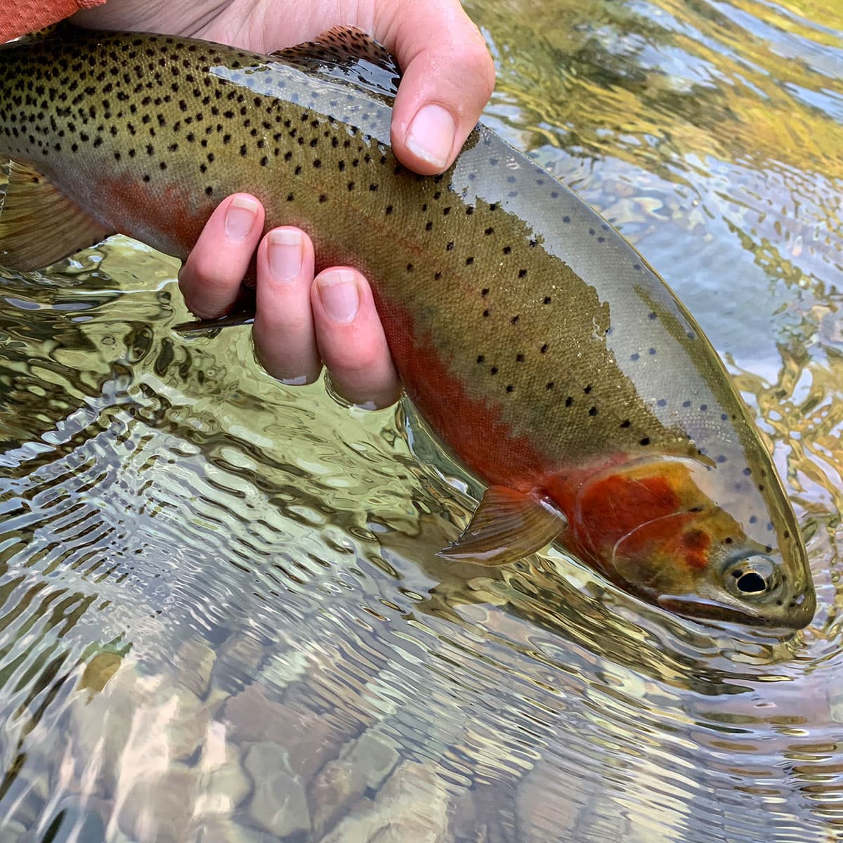 The Year of the Dry-Dropper Science Experiment