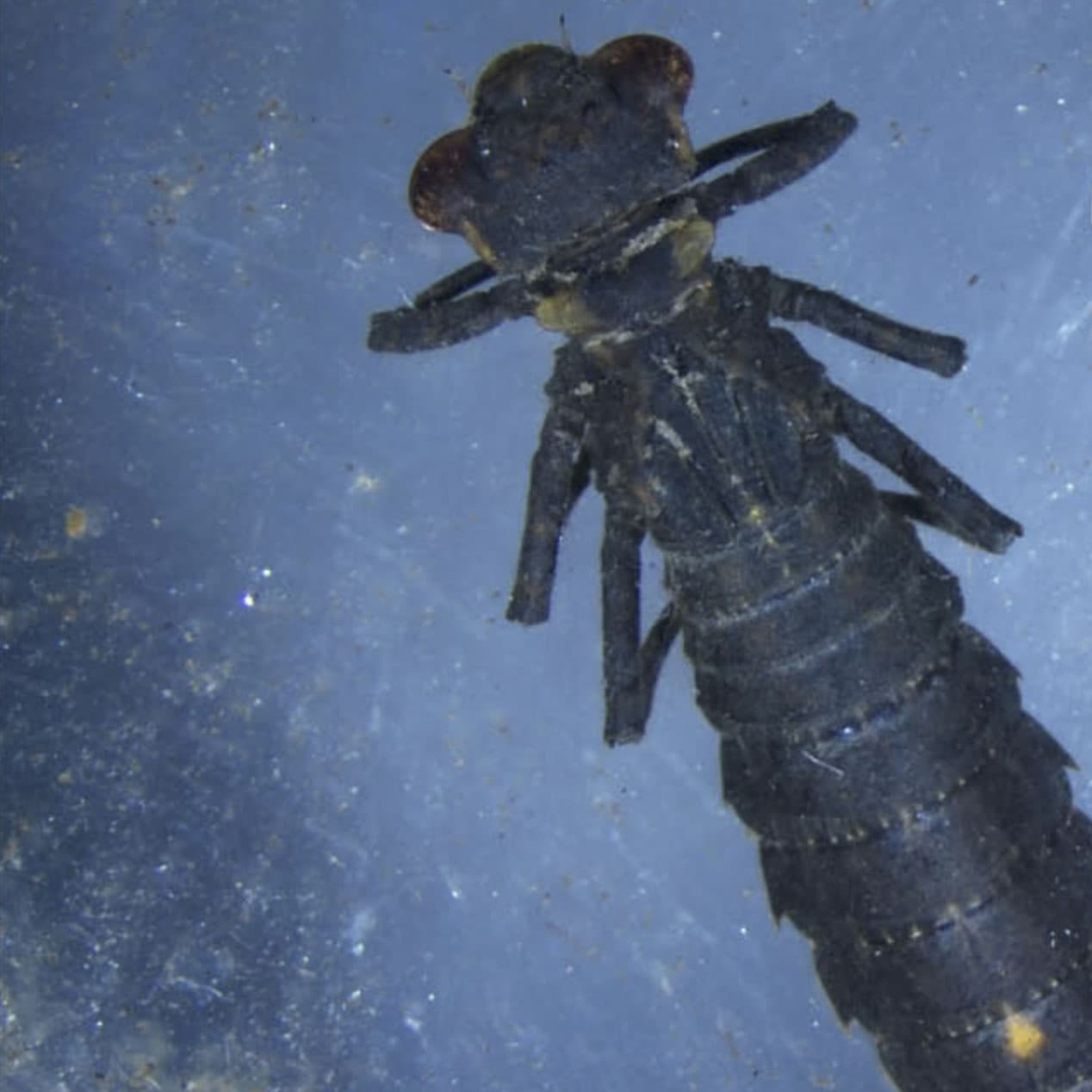 Mercury & Dragonflies