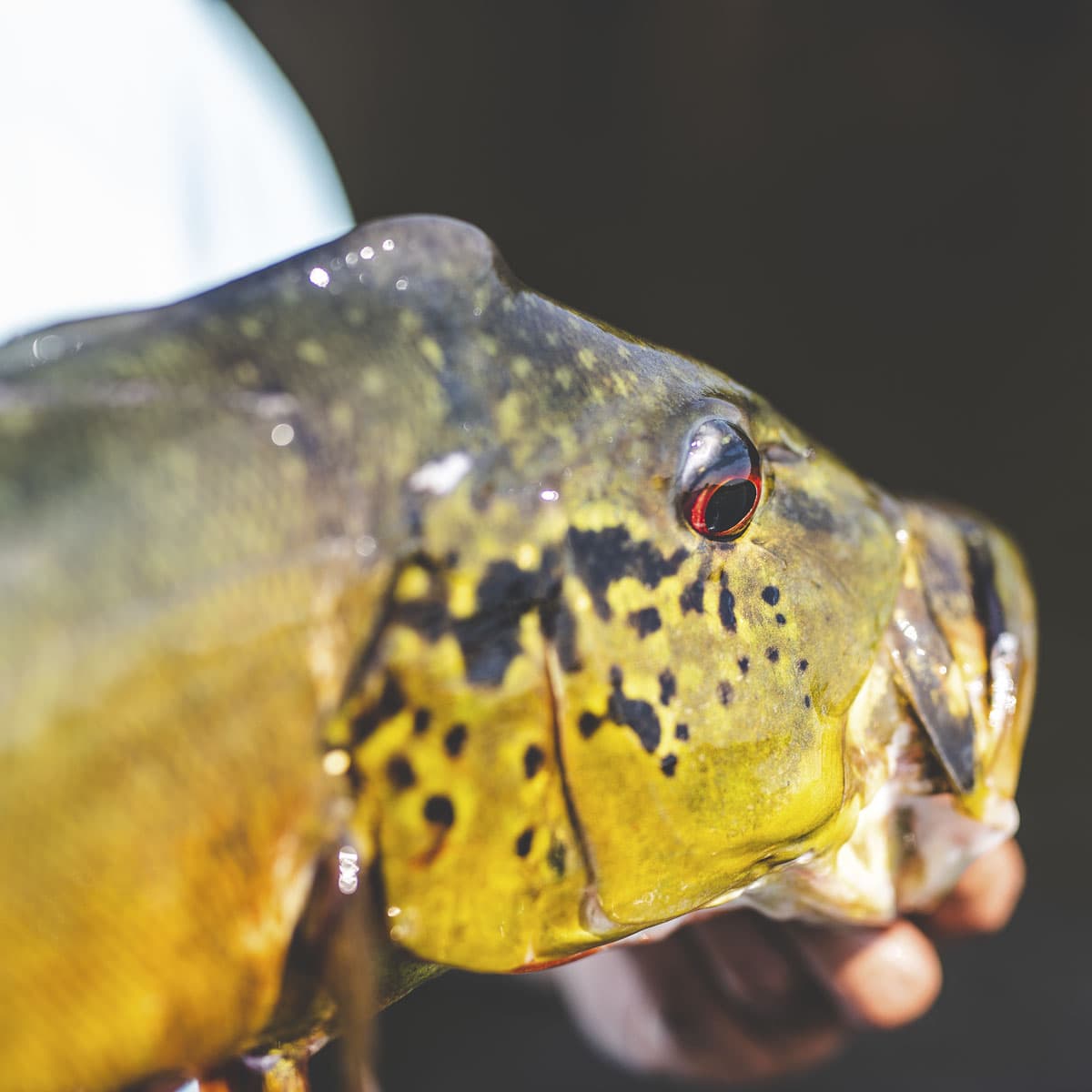 I Packed Lingerie for My Trip to the Amazon