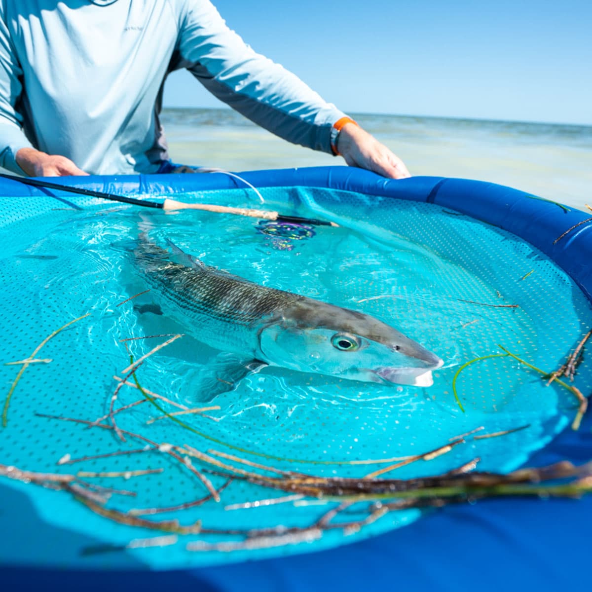 The Spawning of Bonefish