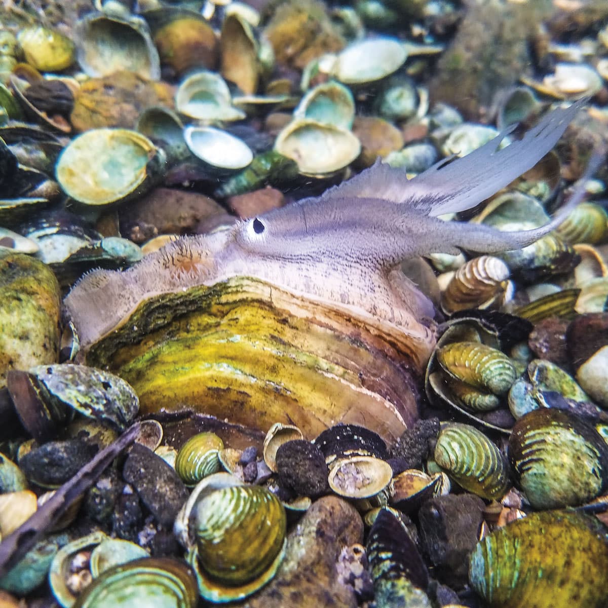 Kidneys of the Rivers